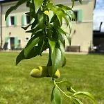 La Casa Nella Vigna