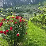 La Casa Nella Vigna