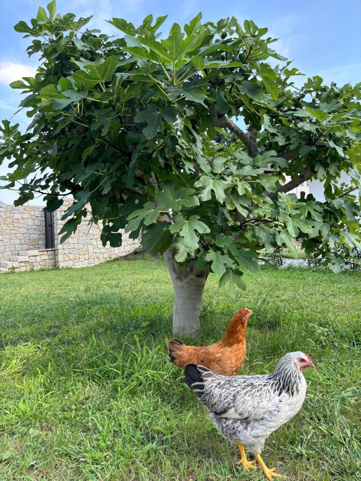 La Casa Nella Vigna *